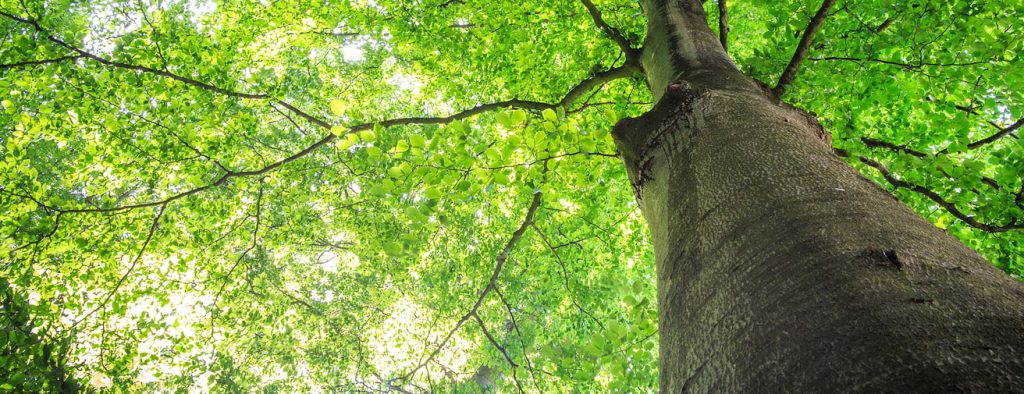Springtime Home Maintenance